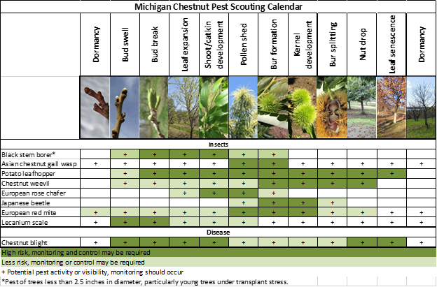 MI chestnut pest calendar